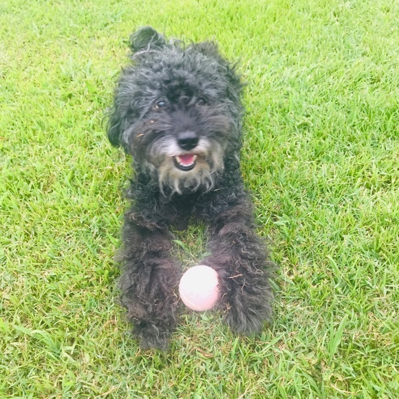 Meet your Posher, Melanie - Picture 1 of 1